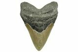 Serrated, Fossil Megalodon Tooth - North Carolina #371494-1